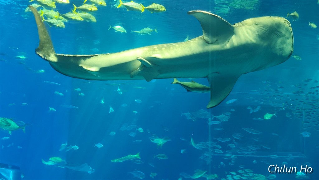 沖縄美ら海水族館